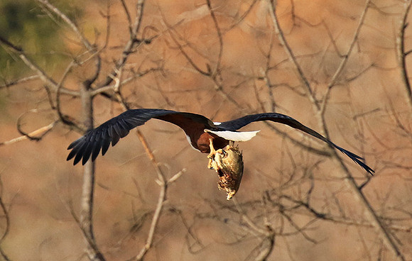 Fish eagle - Malilangwe