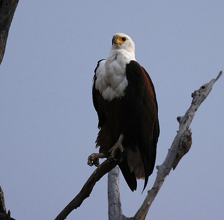 Fish eagle - Victoria falls