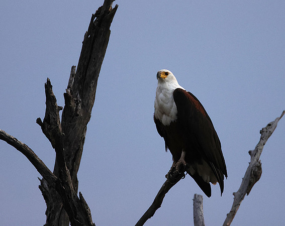 Fish eagle - Victoria falls