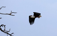 Fish eagle - Victoria falls