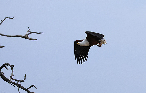 Fish eagle - Victoria falls