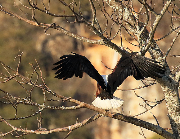 Fish eagle - Malilangwe