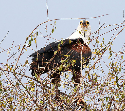 Fish eagle - Matusadona NP