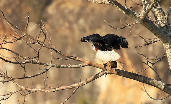 Fish eagle - Malilangwe