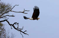 Fish eagle - Victoria falls
