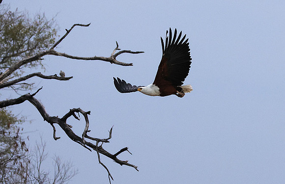 Fish eagle - Victoria falls