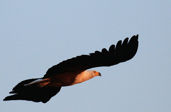 Fish eagle - Malilangwe