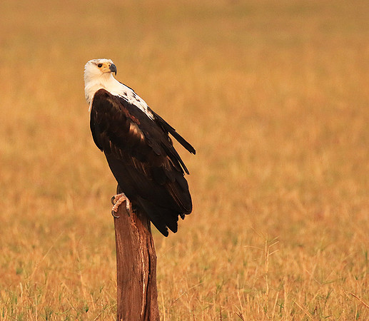 Fish eagle - Matusadona NP