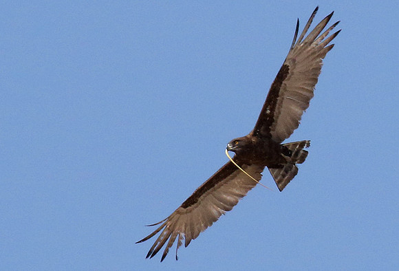 Brown snake eagle  - Hwange NP