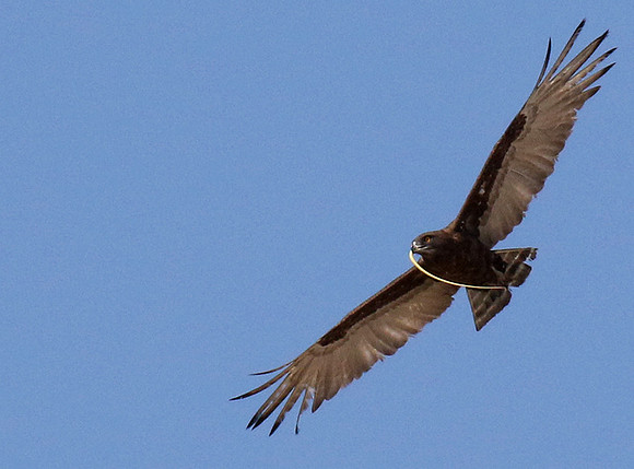 Brown snake eagle  - Hwange NP