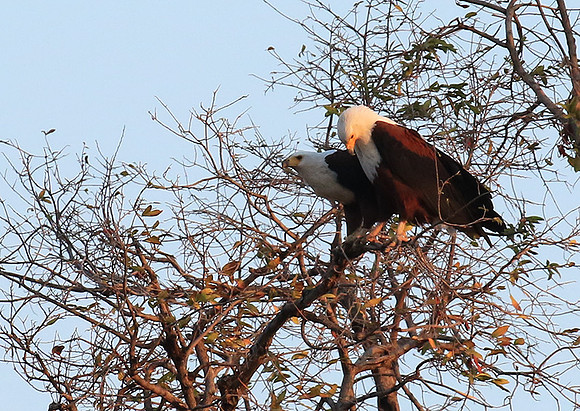 Fish eagle - Mana Pools NP