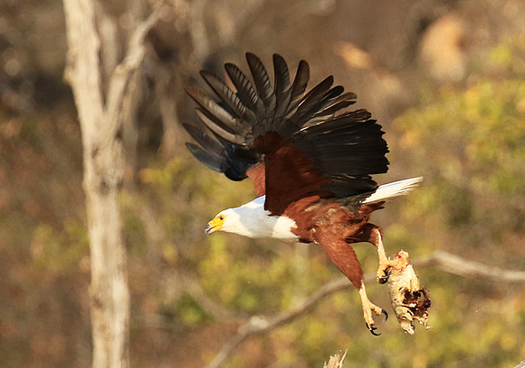 Fish eagle - Malilangwe