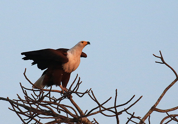 Fish eagle - Malilangwe