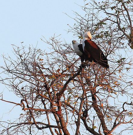 Fish eagle - Mana Pools NP