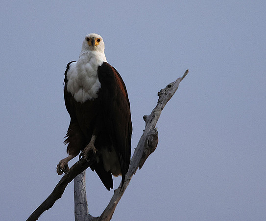 Fish eagle - Victoria falls