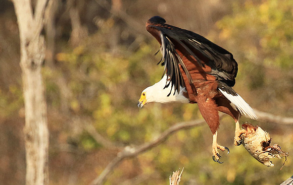 Fish eagle - Malilangwe
