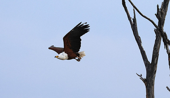 Fish eagle - Victoria falls