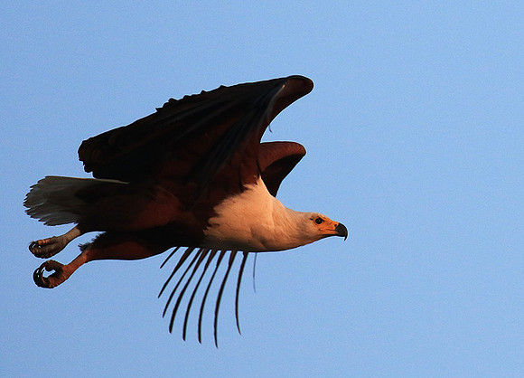 Fish eagle - Malilangwe