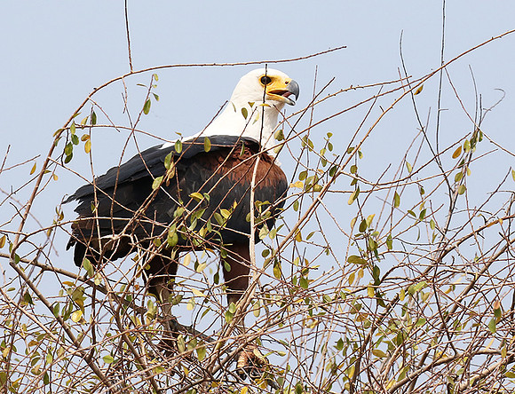 Fish eagle - Matusadona NP