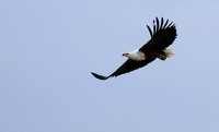 Fish eagle - Victoria falls
