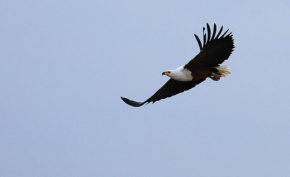 Fish eagle - Victoria falls