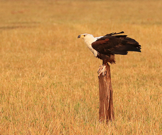 Fish eagle - Matusadona NP