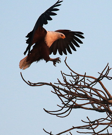 Fish eagle - Malilangwe