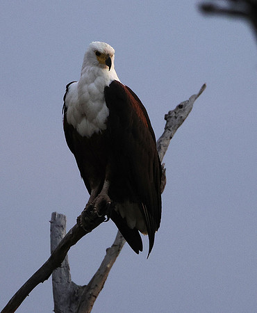 Fish eagle - Victoria falls