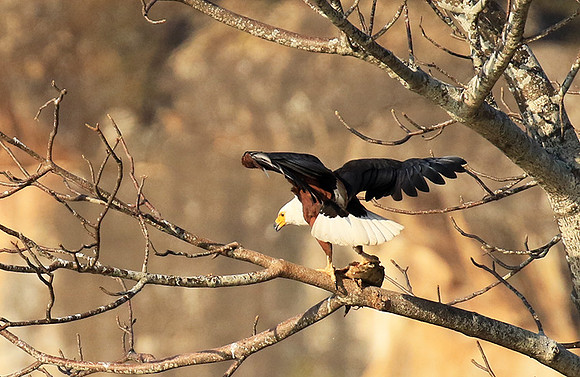 Fish eagle - Malilangwe