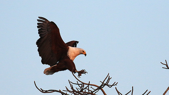 Fish eagle - Malilangwe