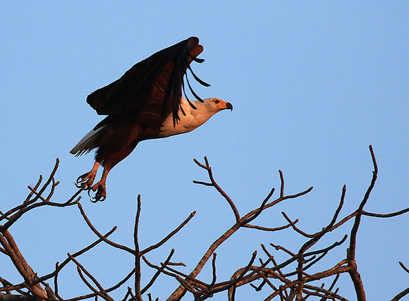 Fish eagle - Malilangwe