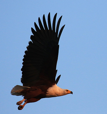 Fish eagle - Malilangwe