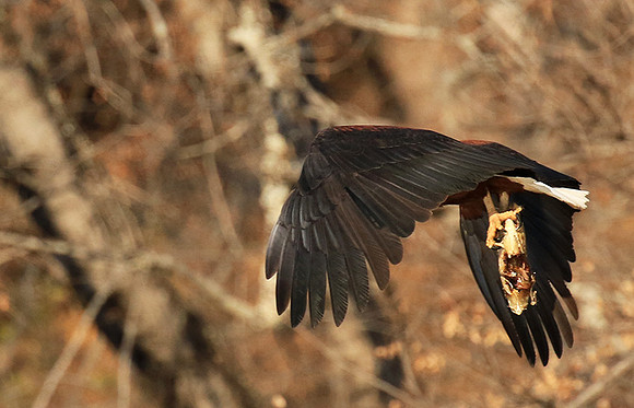 Fish eagle - Malilangwe