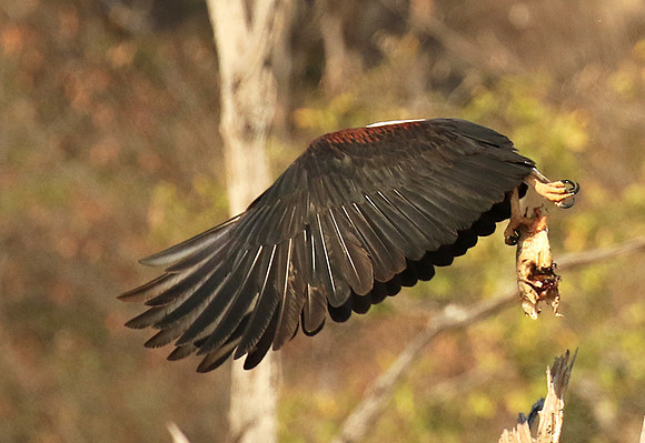 Fish eagle - Malilangwe