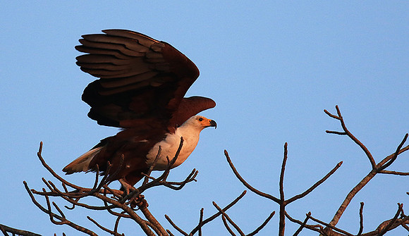 Fish eagle - Malilangwe
