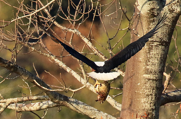 Fish eagle - Malilangwe