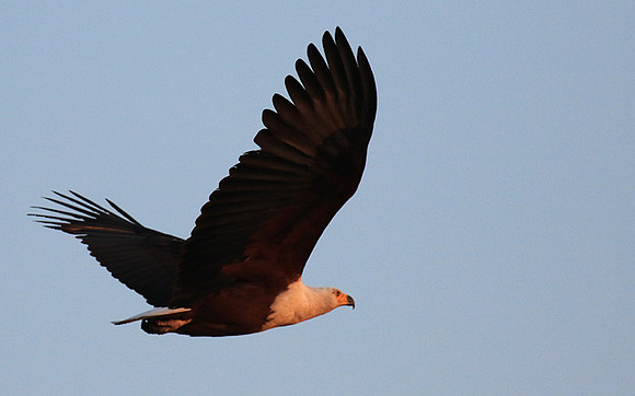 Fish eagle - Malilangwe