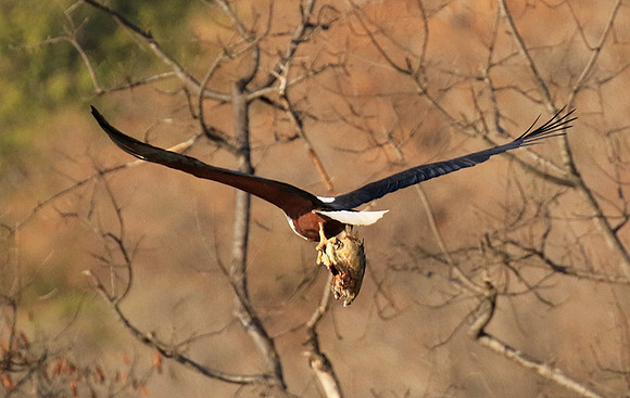 Fish eagle - Malilangwe