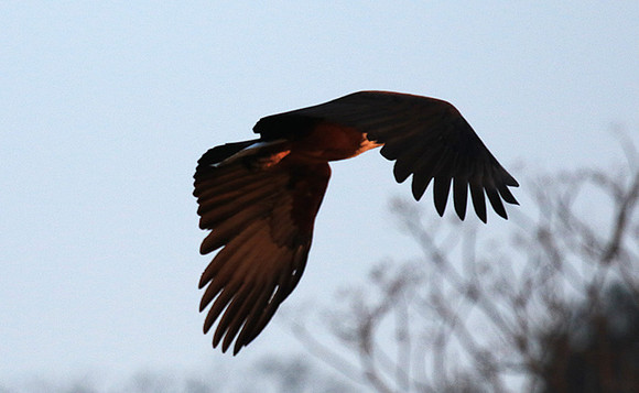 Fish eagle - Malilangwe