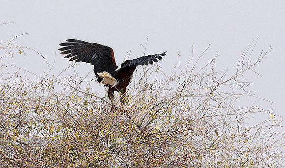 Fish eagle - Matusadona NP