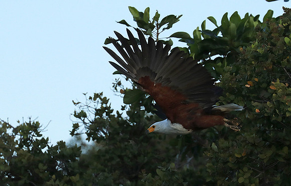 Fish eagle - Liuwa Plain NP