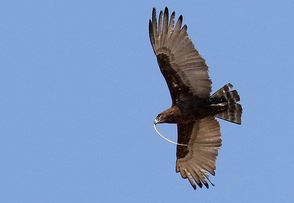 Brown snake eagle  - Hwange NP