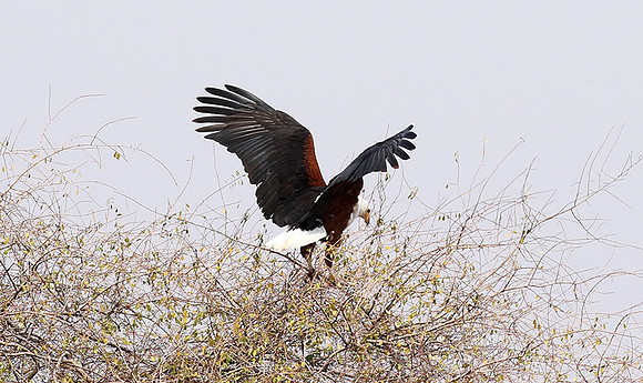 Fish eagle - Matusadona NP