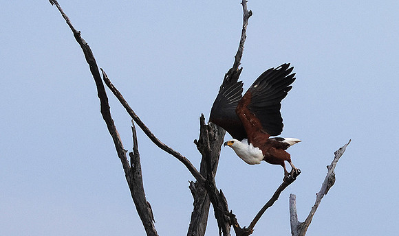 Fish eagle - Victoria falls