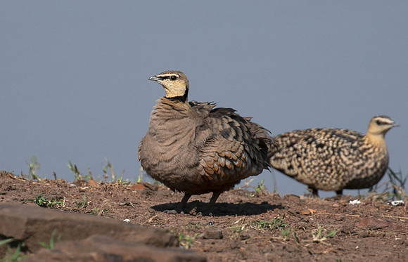 Black-faced sangrouses - Grumeti