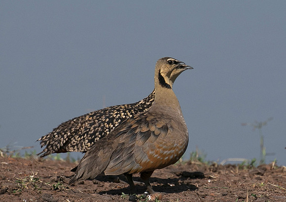 Black-faced sangrouses - Grumeti