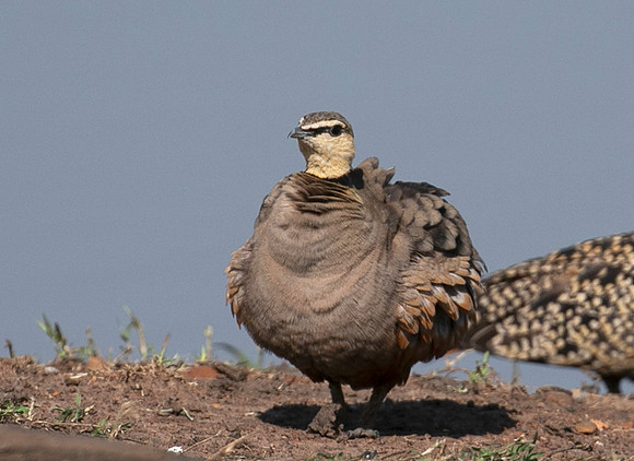 Black-faced sangrouses - Grumeti