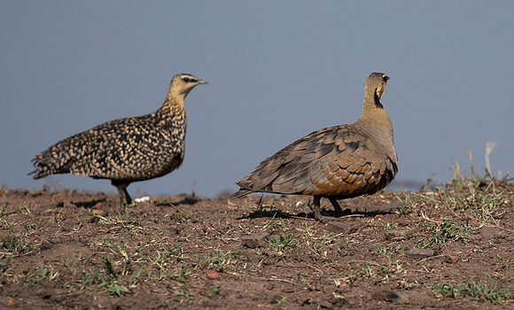 Black-faced sangrouses - Grumeti