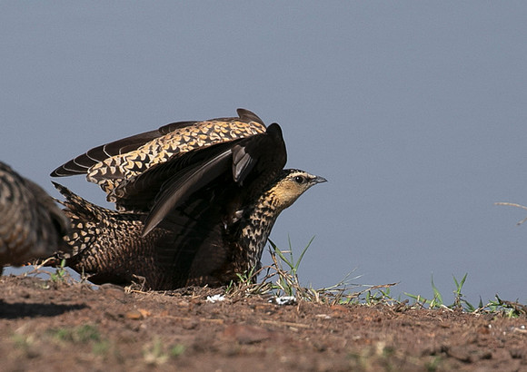 Black-faced sangrouses - Grumeti