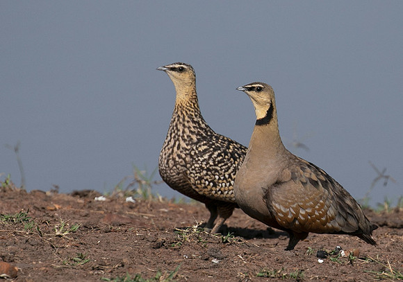 Black-faced sangrouses - Grumeti